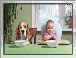 Jedzenie, Pies, Dziecko, Beagle, Śmieszne